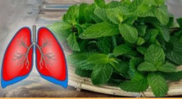 6 Plantes pour Nettoyer vos Poumons et Lutter contre l’Asthme