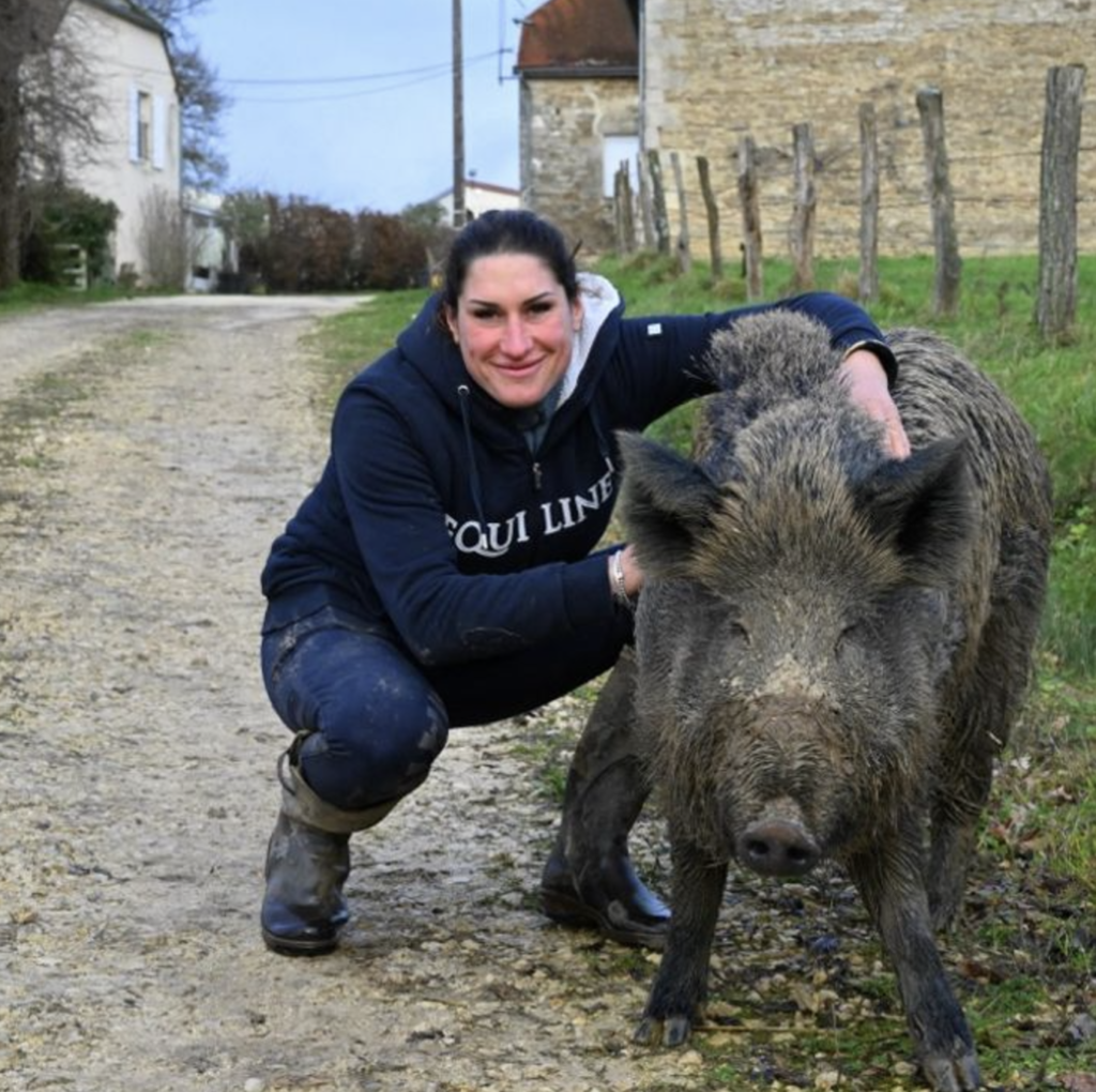 “Rillette”, le sanglier apprivoisé, obtient un sursis et peut rester