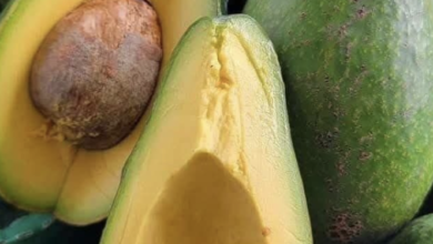 Avocat