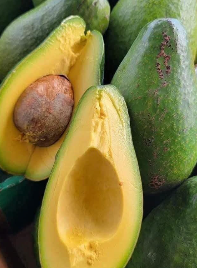Avocat